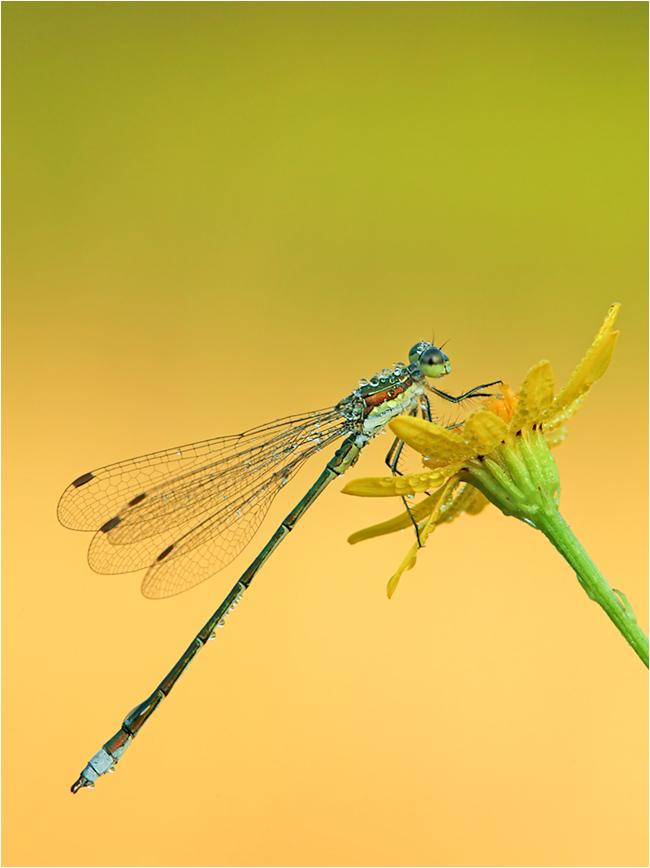(Lestes sponsa), Männchen - Gemeine Binsenjungfer