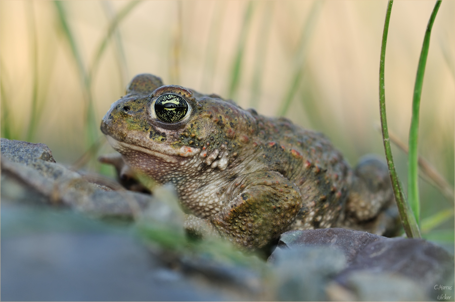 * Bufo~Calamita *