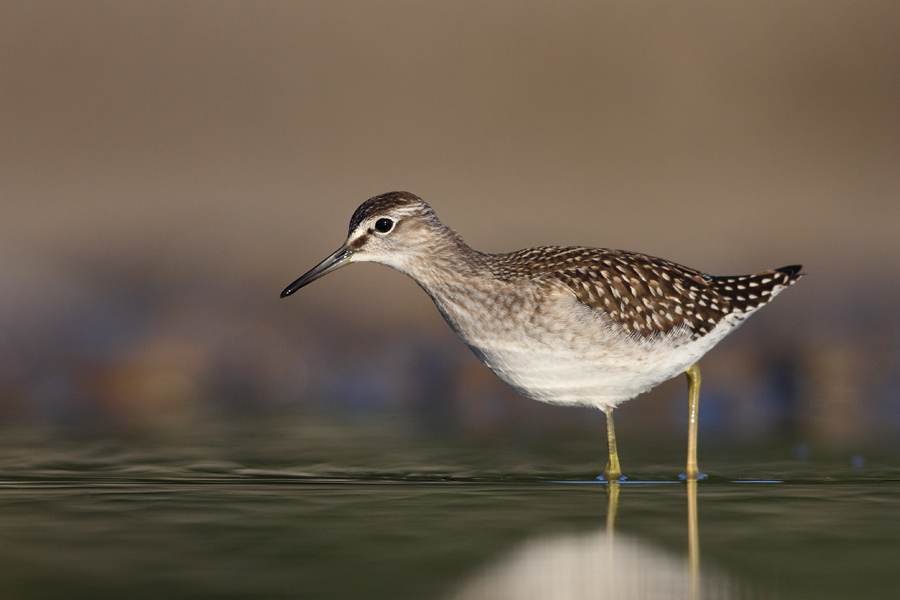 Bruchwasserläufer