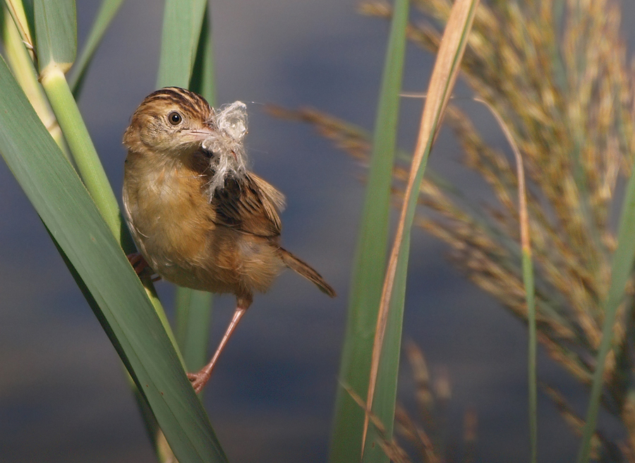 Cistensänger (Cisticola Juncidis) (2)