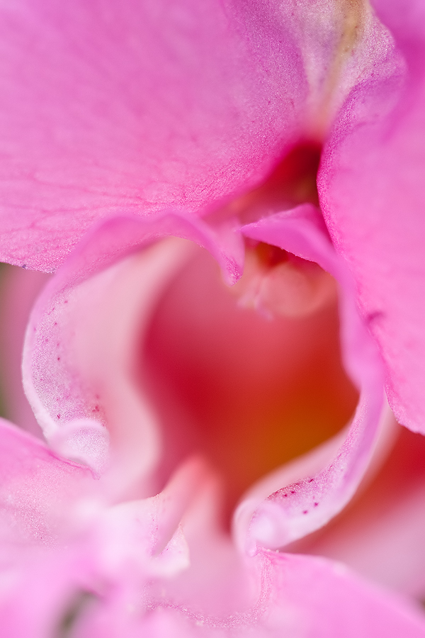 Blüteneingang vom Drüsigen Springkraut (Impatiens glandulifera)