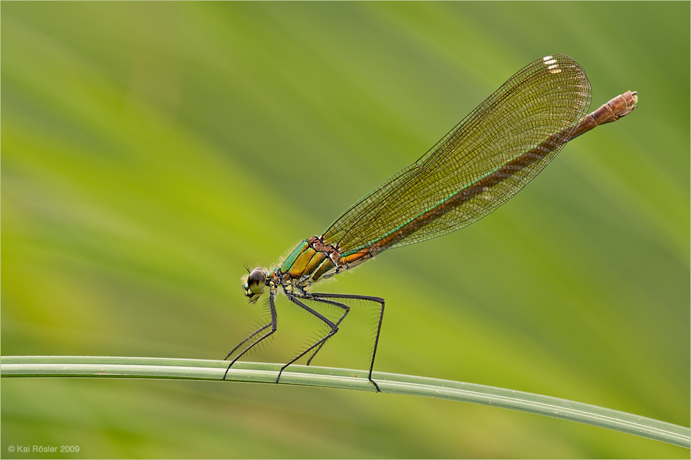 Südwestliche Prachtlibelle (Weibchen)