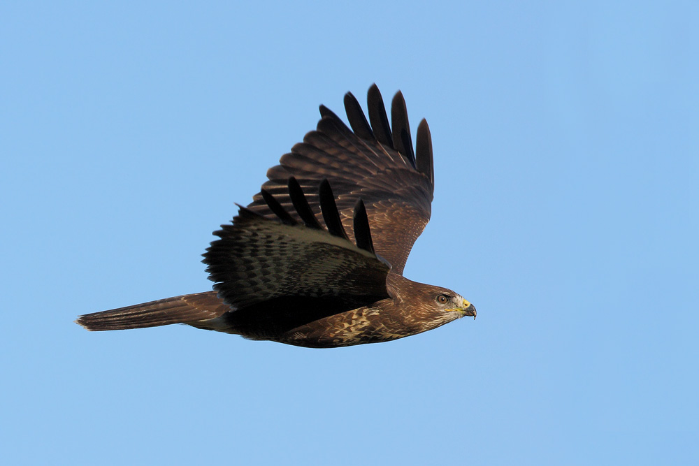 Mäusebussard (Buteo buteo)