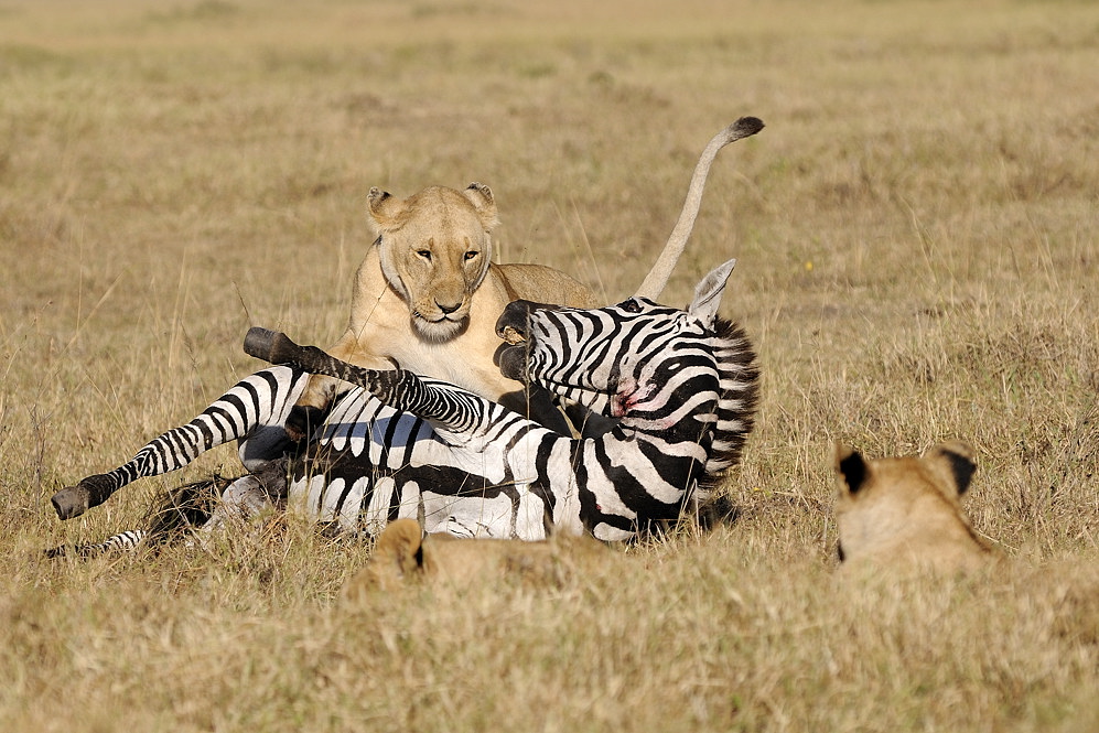 Zebrajagd