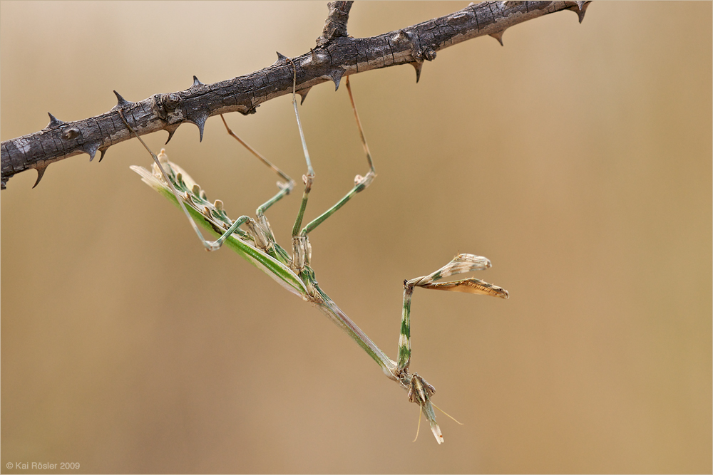 Hauben-Fangschrecke (Empusa pennata)