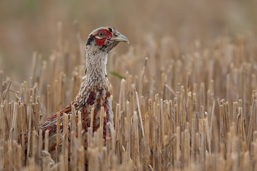mausernder Fasan (Phasianus colchicus) im Stoppelfeld