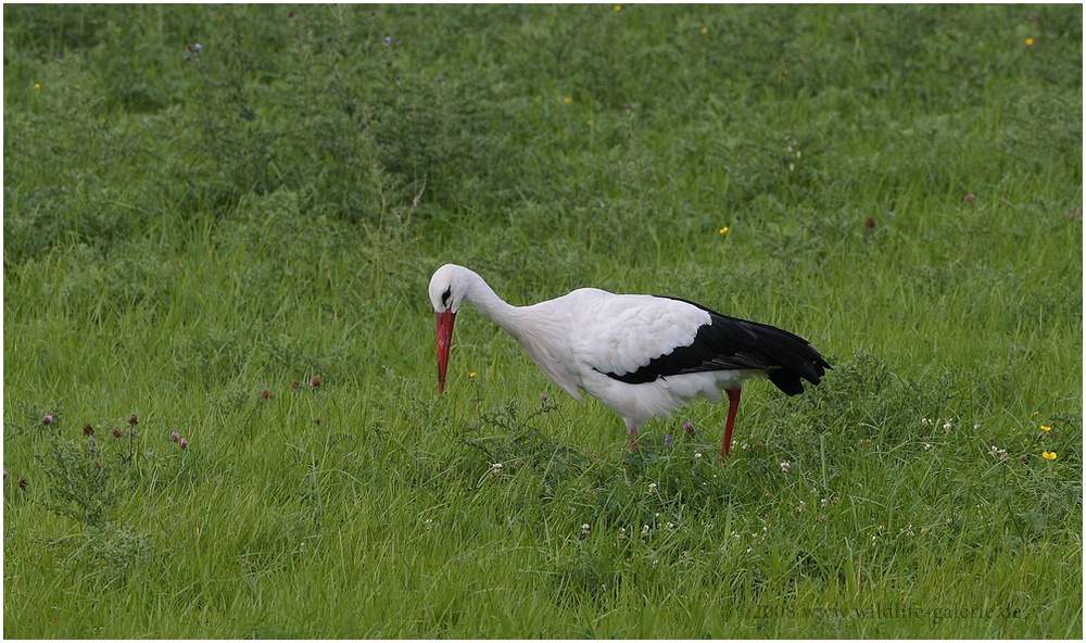 Auf der Jagd