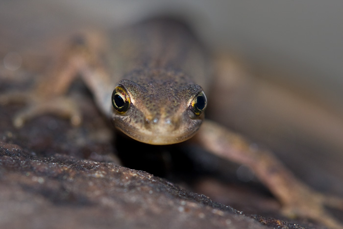 Teichmolchportrait