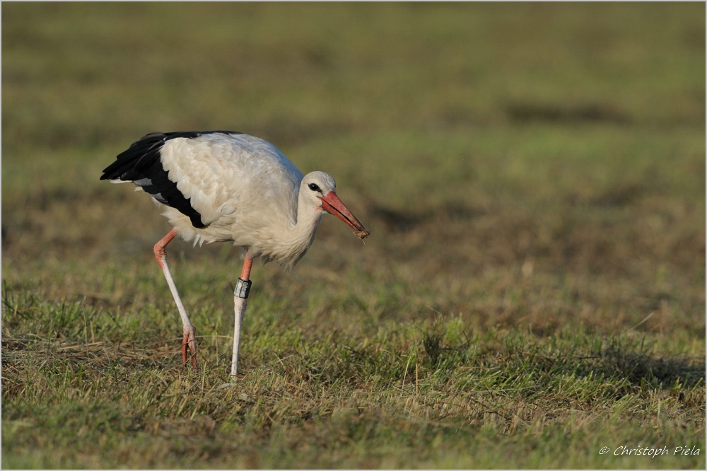 Weißstorch (Ciconia ciconia)