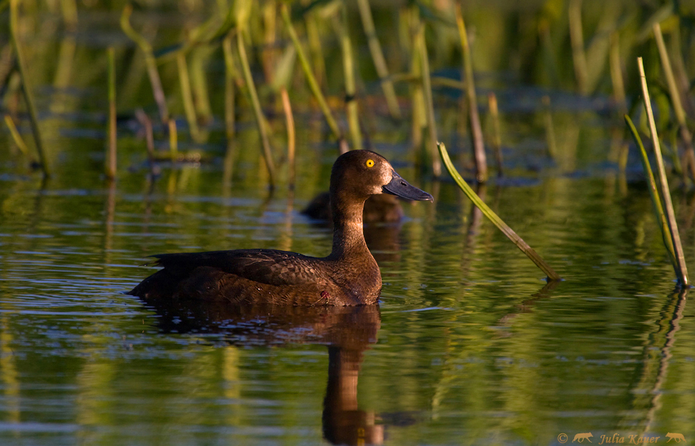 Reiherente (Aythya fuligula)