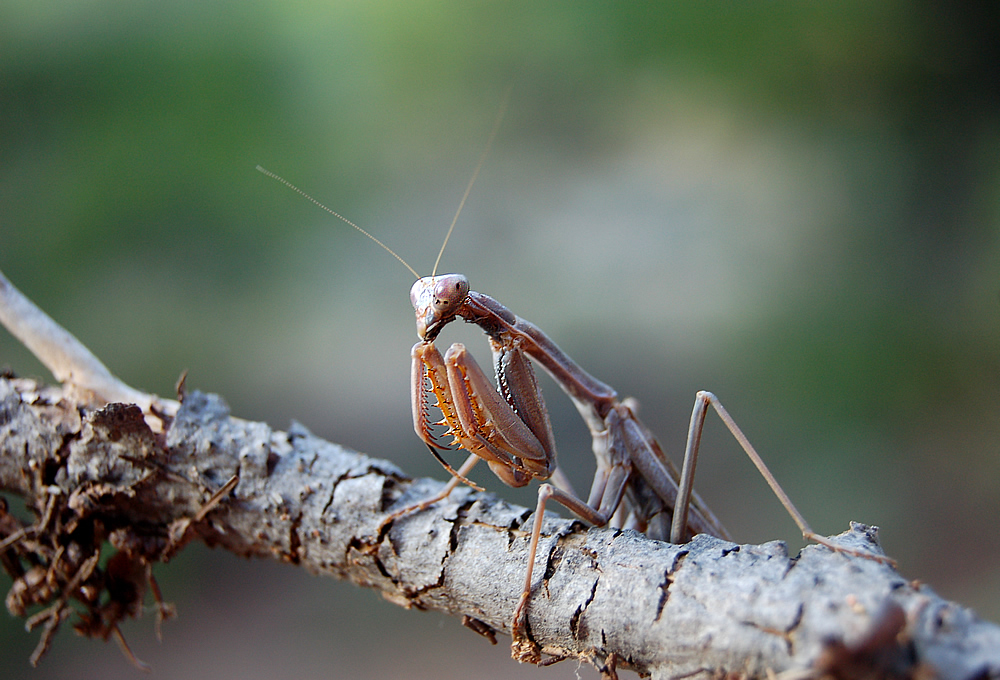 Mantis religiosa