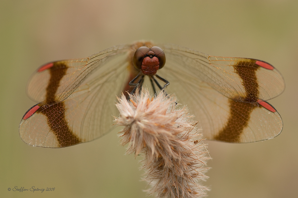 Gebänderte Heidelibelle (Sympetrum pedemontanum)
