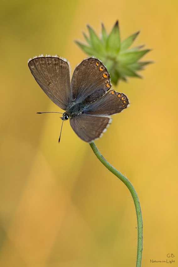 Frau Polyommatus coridon…