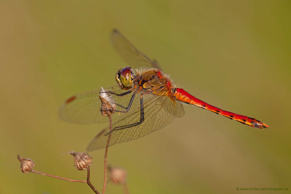 Sumpf-Heidelibelle - Sympetrum depressiusculum