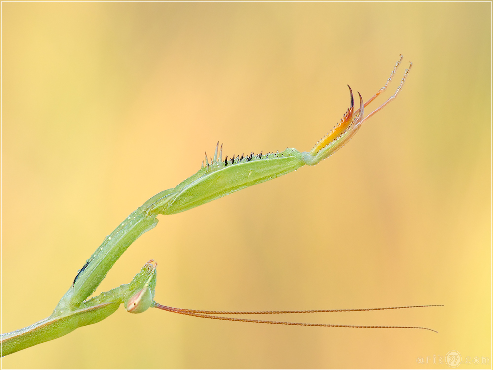 Gottesanbeterin - Mantis religiosa