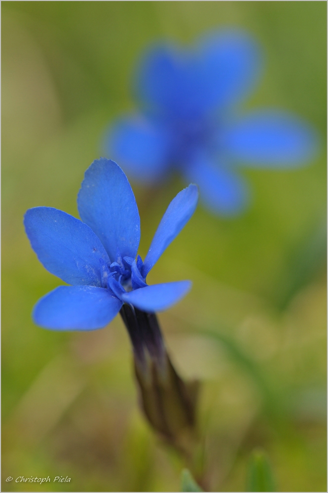 Frühlings-Enzian (Gentiana verna)