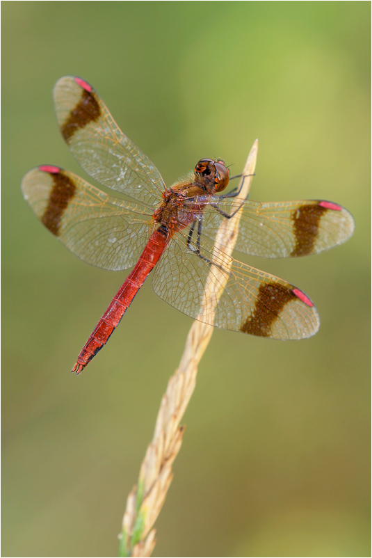 Sympetrum pedemontanum