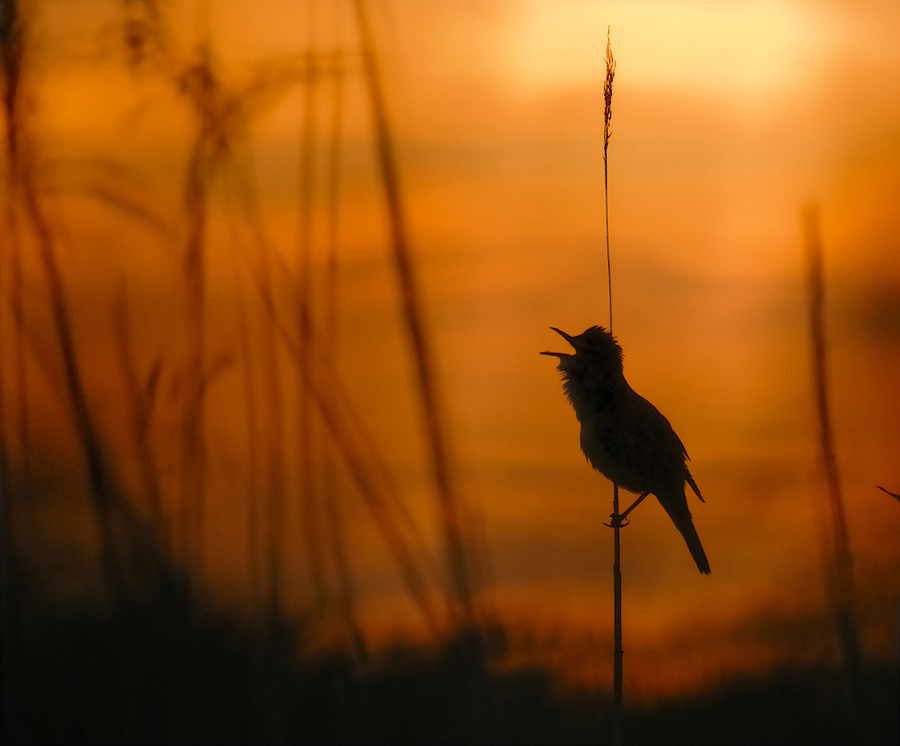 Abend-"Stille"