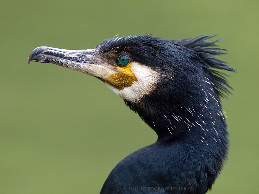 Kormoran Portrait (Phalacrocorax carbo)