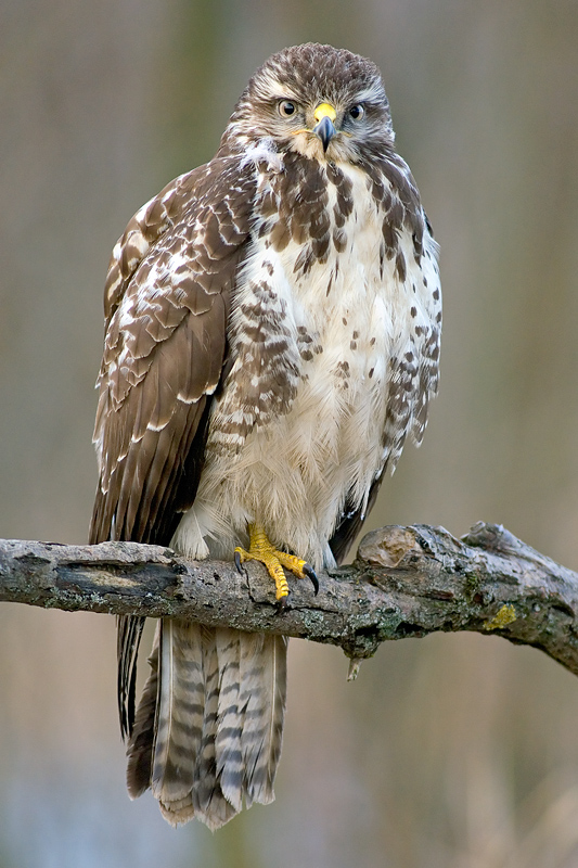 Bussard