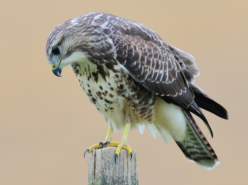 Bussard  (Buteo buteo)