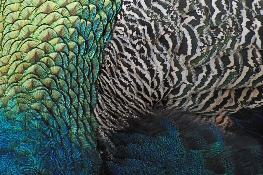Zoo