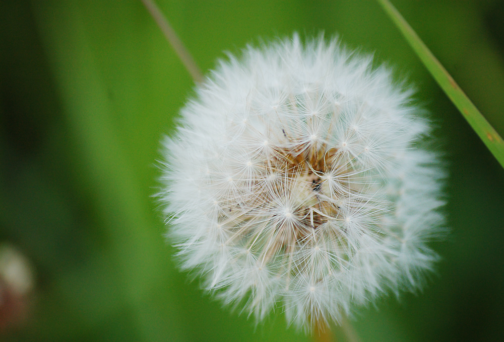 Pusteblume