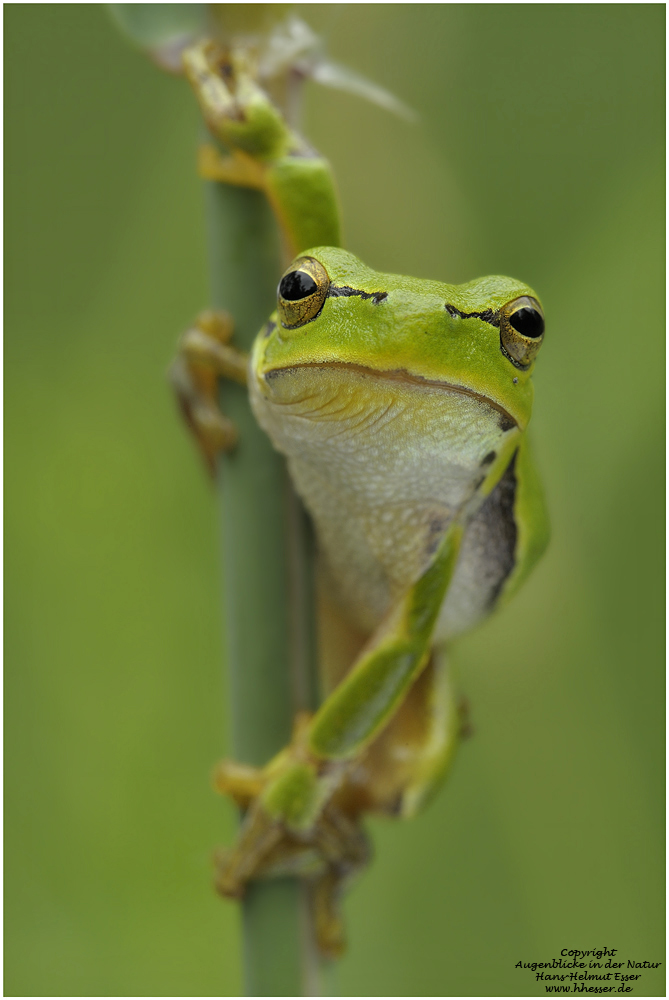 Laubfrosch (Hyla arborea)