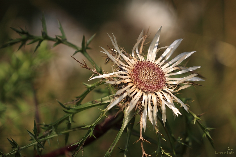Wetterdistel