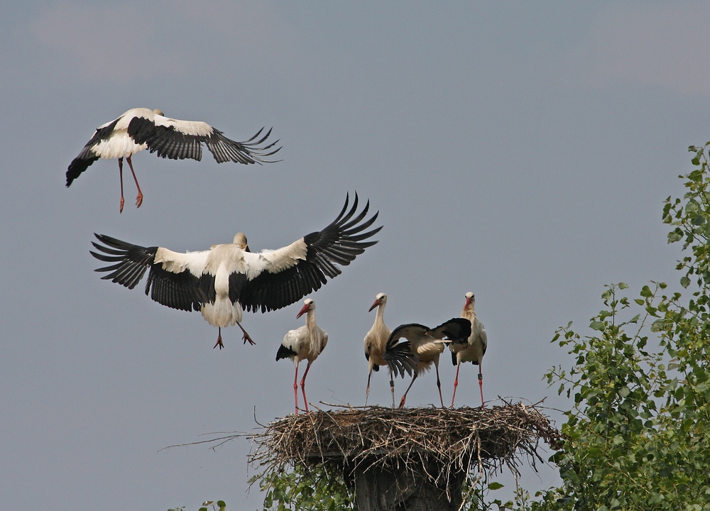 Landeanflug