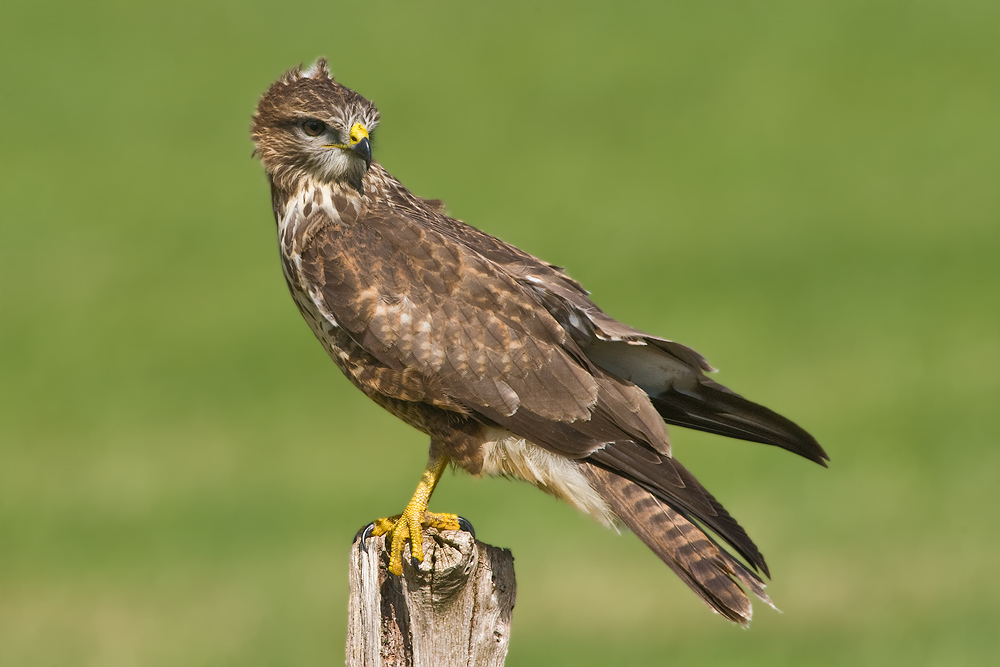 Bussard