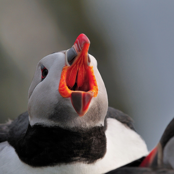 Sag mal Ahhh… Portrait 3 von 4