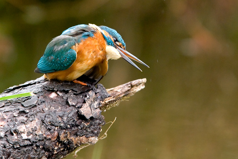 Eisvogel