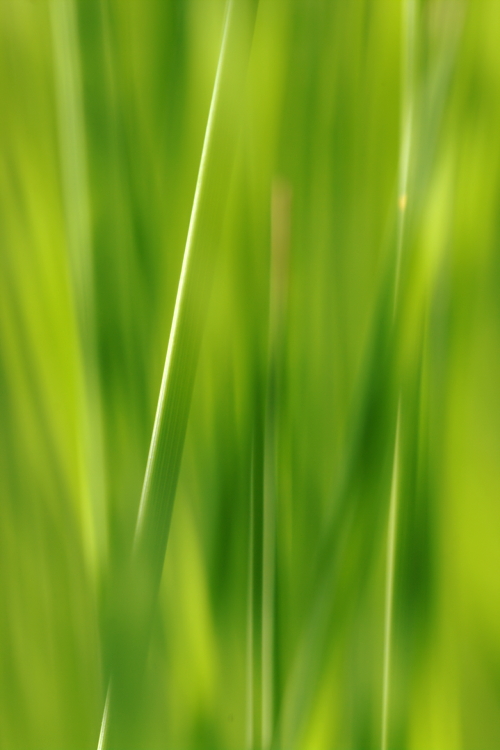 Gras #3