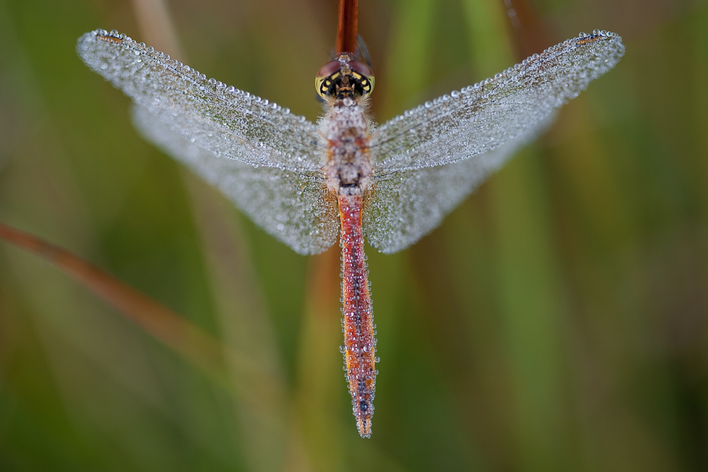 Sumpf-Heidelibelle im Morgentau- Sympetrum depressiusculum