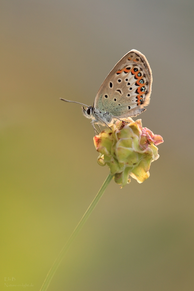 Plebeius argyrognomon