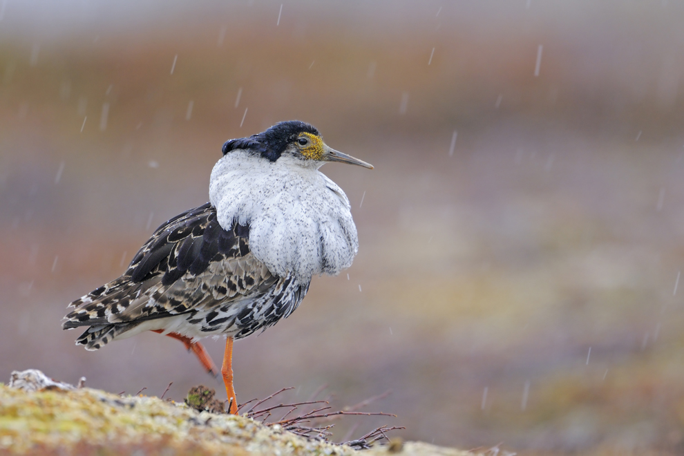 Kampfläufer im Schneetreiben