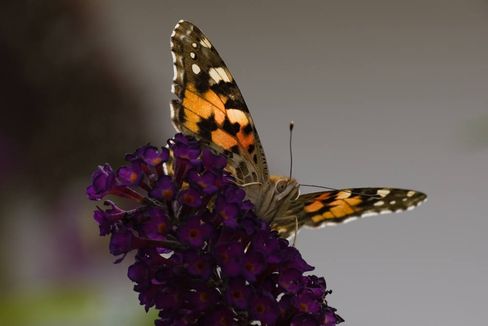 Distelfalter auf Schmetterlingsflieder