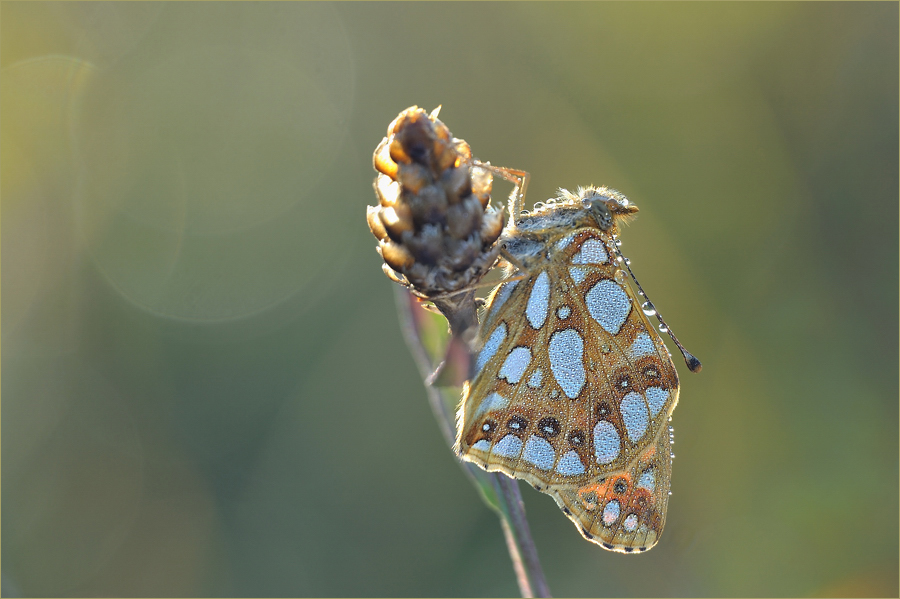 ~ Pearls ~