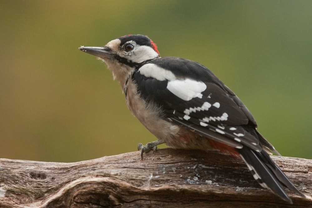 Buntspecht ( Dendrocopos major )