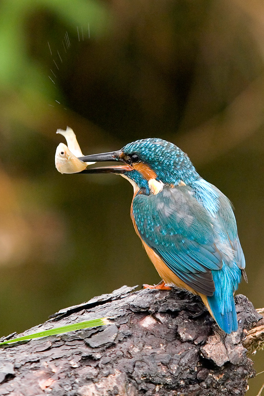 Eisvogel