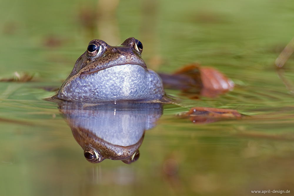 Grasfrosch (Rana temporaria) beim Quaken