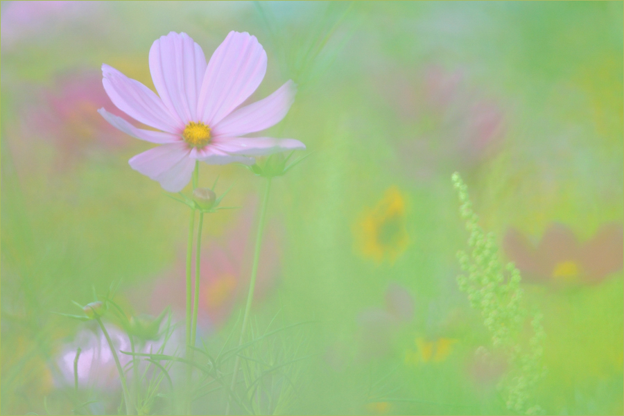 ~ Flowers ~