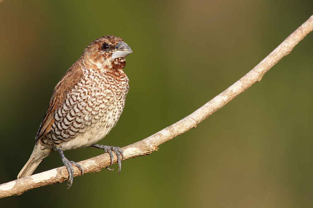 Scaly-breasted Munia