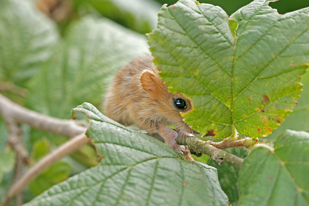 Haselmaus