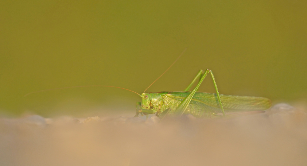 Grasshopper