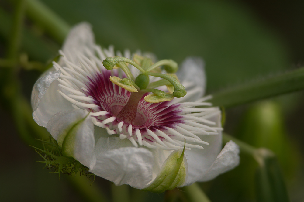 Passionsblume als Dankeschön