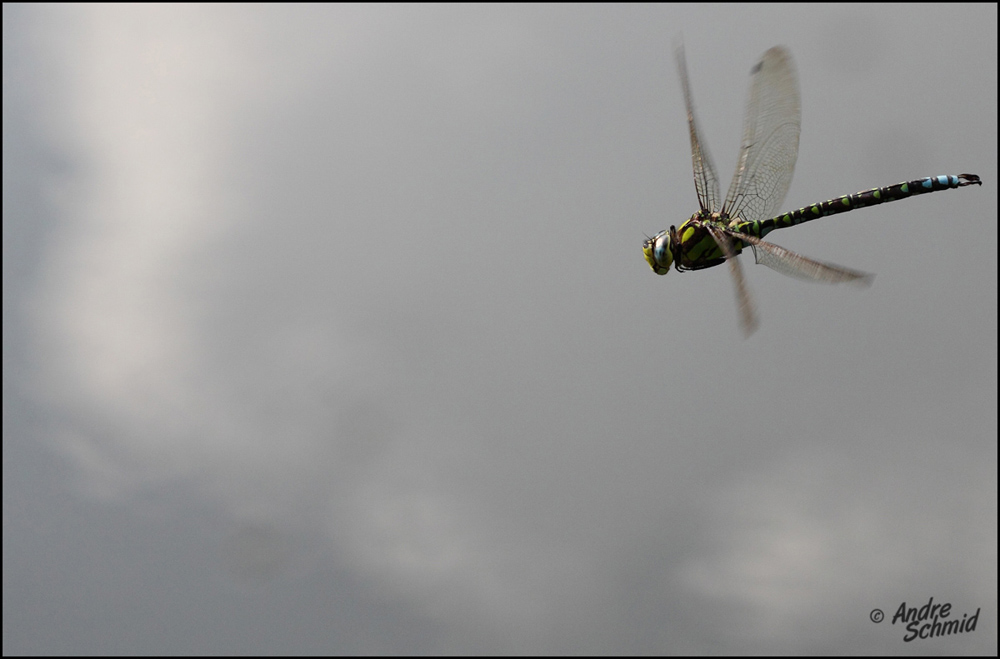 Libelle