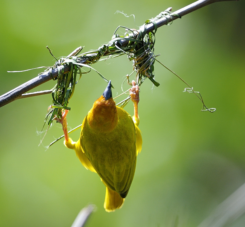 Webervogel beim Nestbau