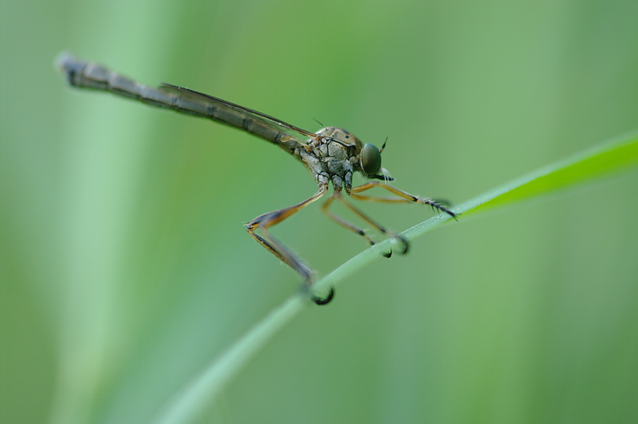 Raubfliege im Gras